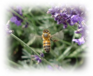 Honey bee on lavender