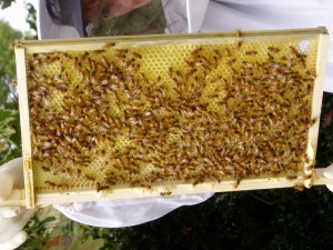 bees on a frame of honey 